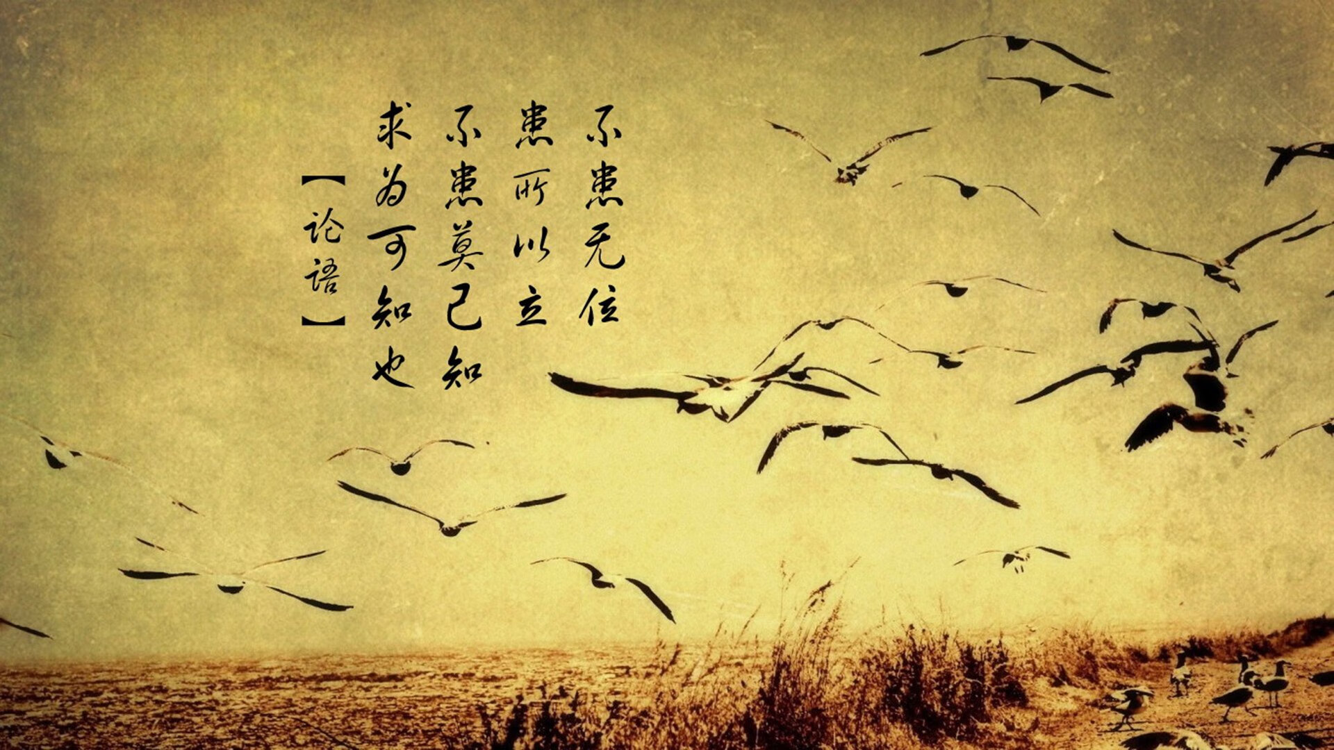 忠诚红，当戴维斯杯的战争碾压拉沃尔杯的华美袍子