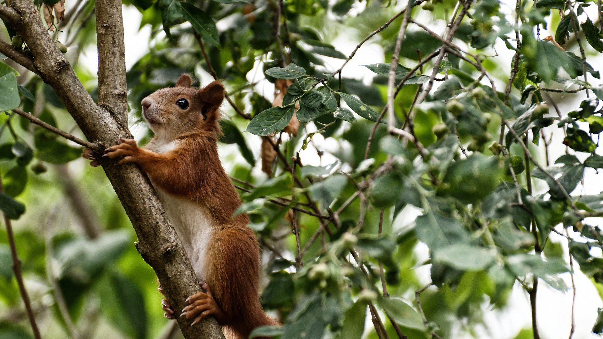 F1激战,哈斯硬撼红牛霸权,诺里斯星光破晓夺目
