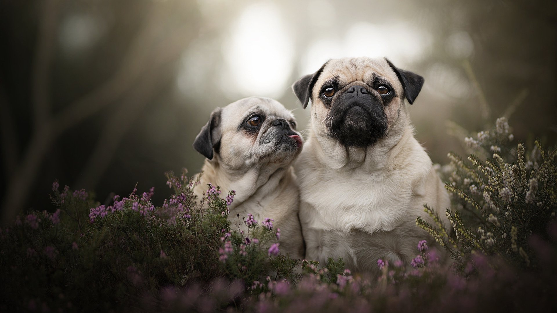 当库里时刻在撕裂之城降临,开拓者如何用勇士的钥匙锁死快船