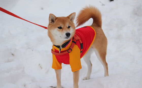 南非奇迹,迪亚斯关键时刻挺身而出,一波流带走多特蒙德