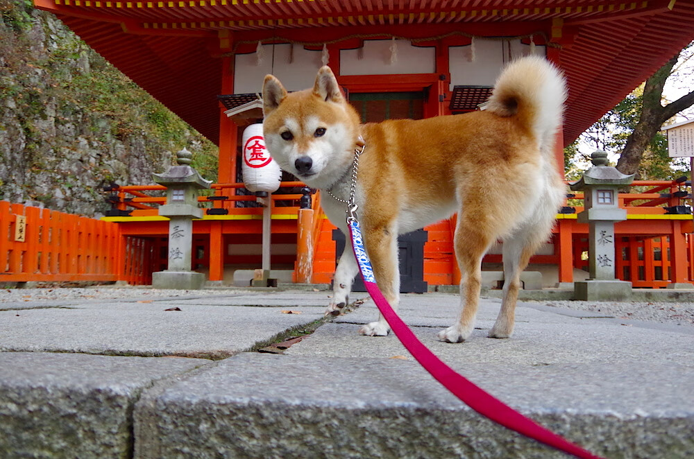 沙漠鏖战已定,亚洲之光灼灼升起,世界排名争夺战中的孙兴慜时刻