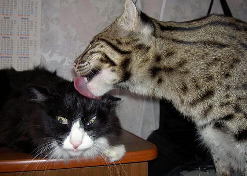 破壁之战，当奥斯梅恩在惠灵顿点燃切尔西的南半球星火