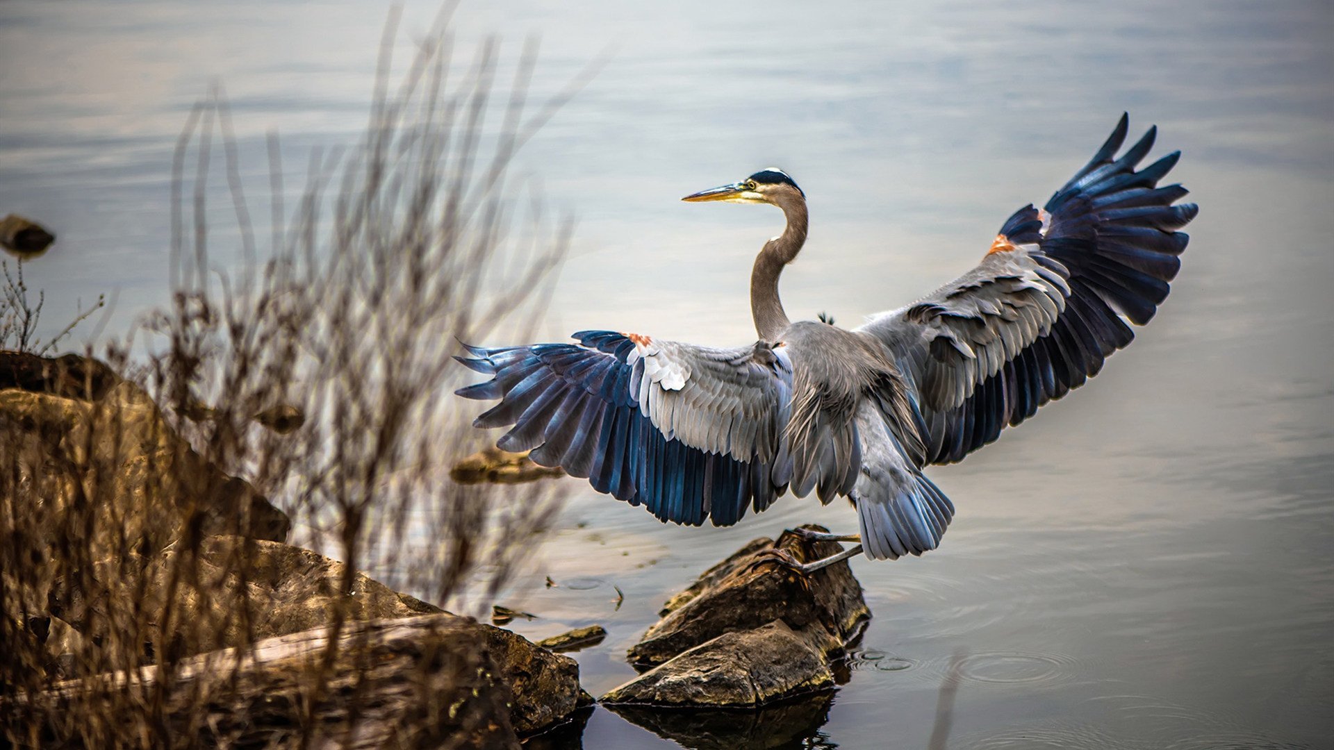 铁闸拉亚！巴西零封智利幕后，那记让巴尔加斯绝望的瞬间