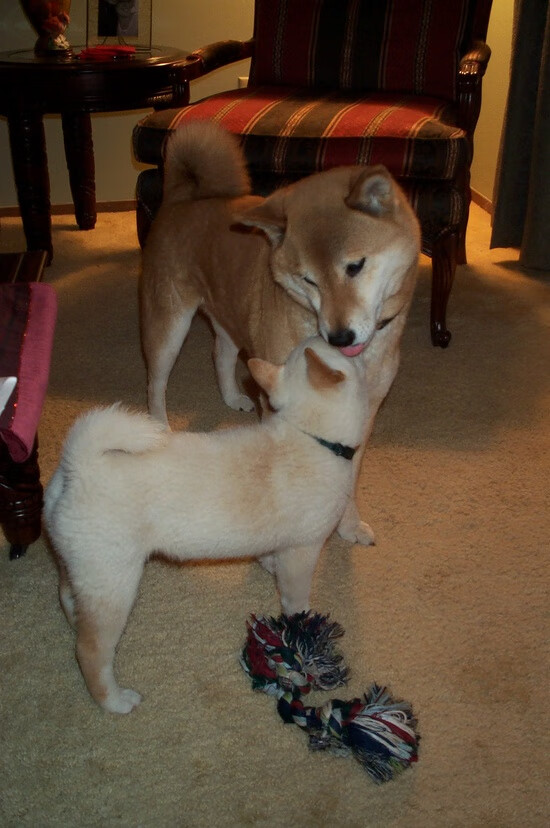 欧冠神迹夜！富安健洋上演后卫风暴，连斩两城颠覆剧本