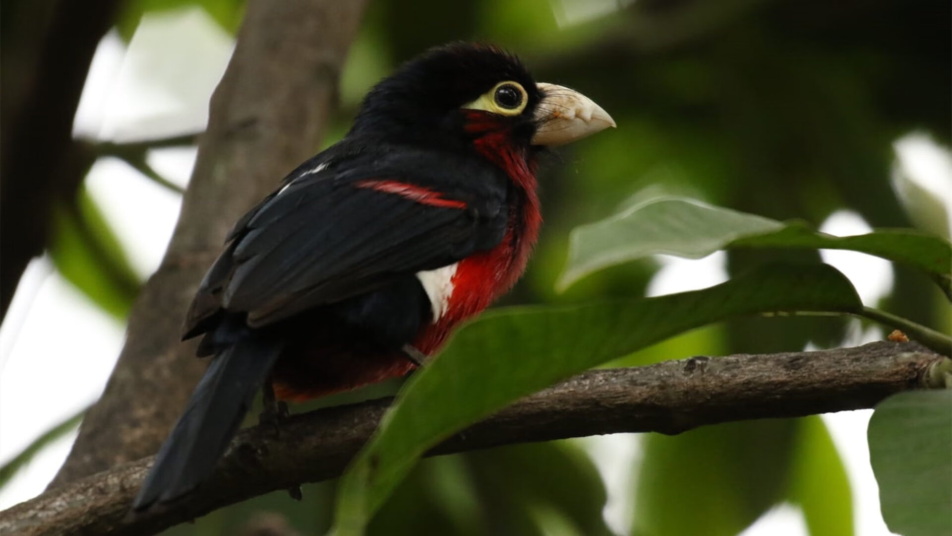 新星闪耀与北欧奇迹，佩德里与芬兰球队如何在同一夜晚改写足球叙事
