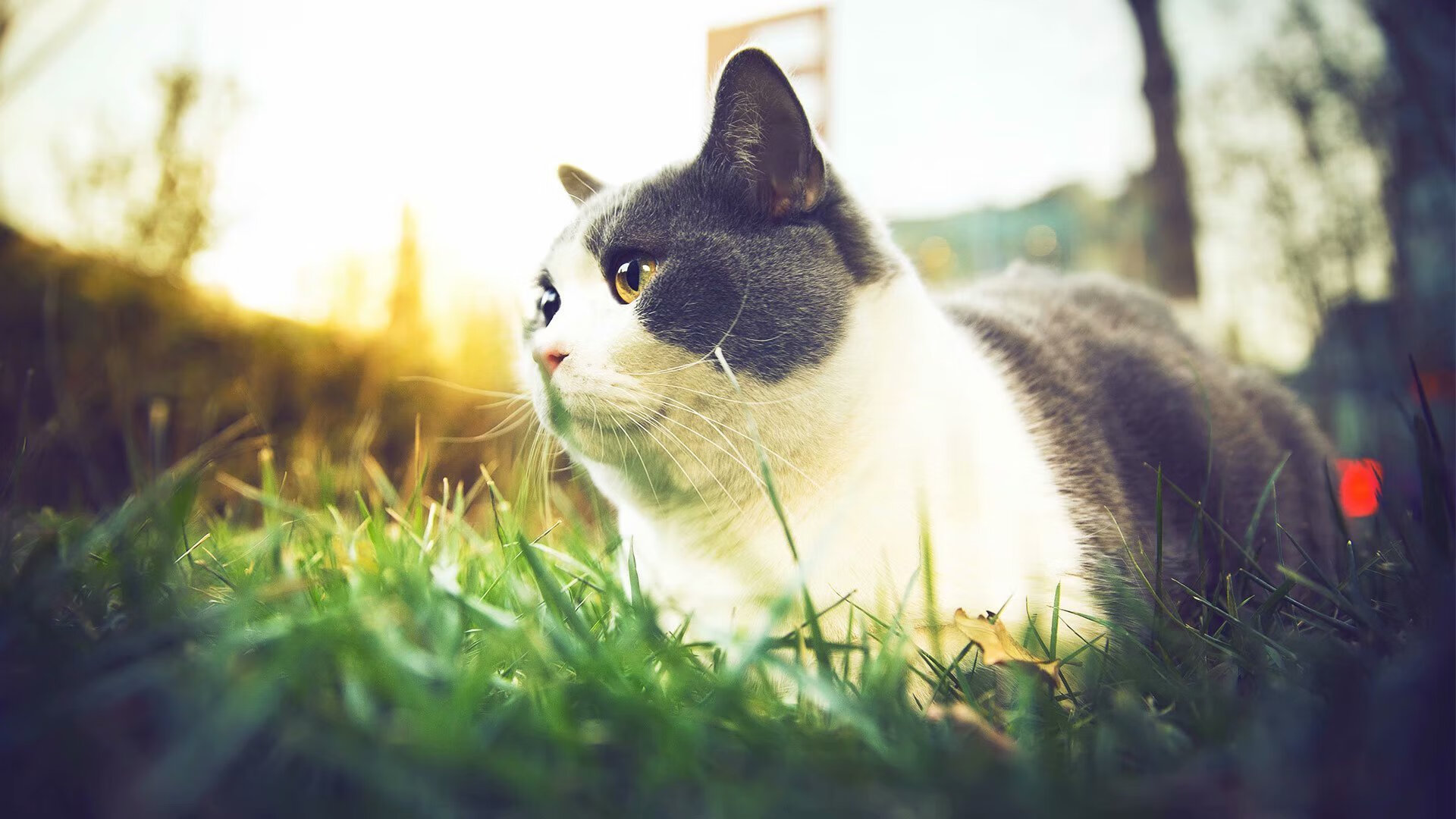 足球新纪元,从奥克兰的哨声到莱奥的封神之路