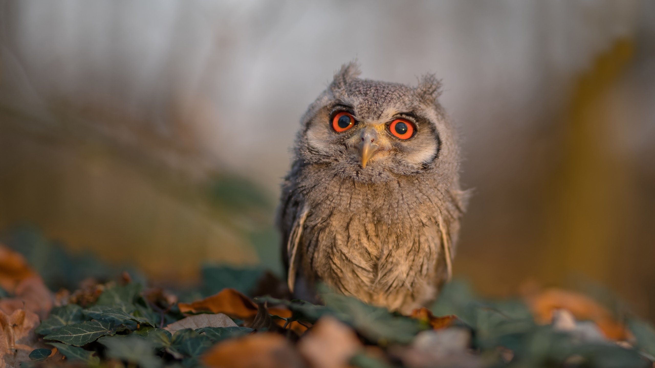 极光与雨林的交响,当赫尔辛基沉默,丹佛因孔德而沸腾