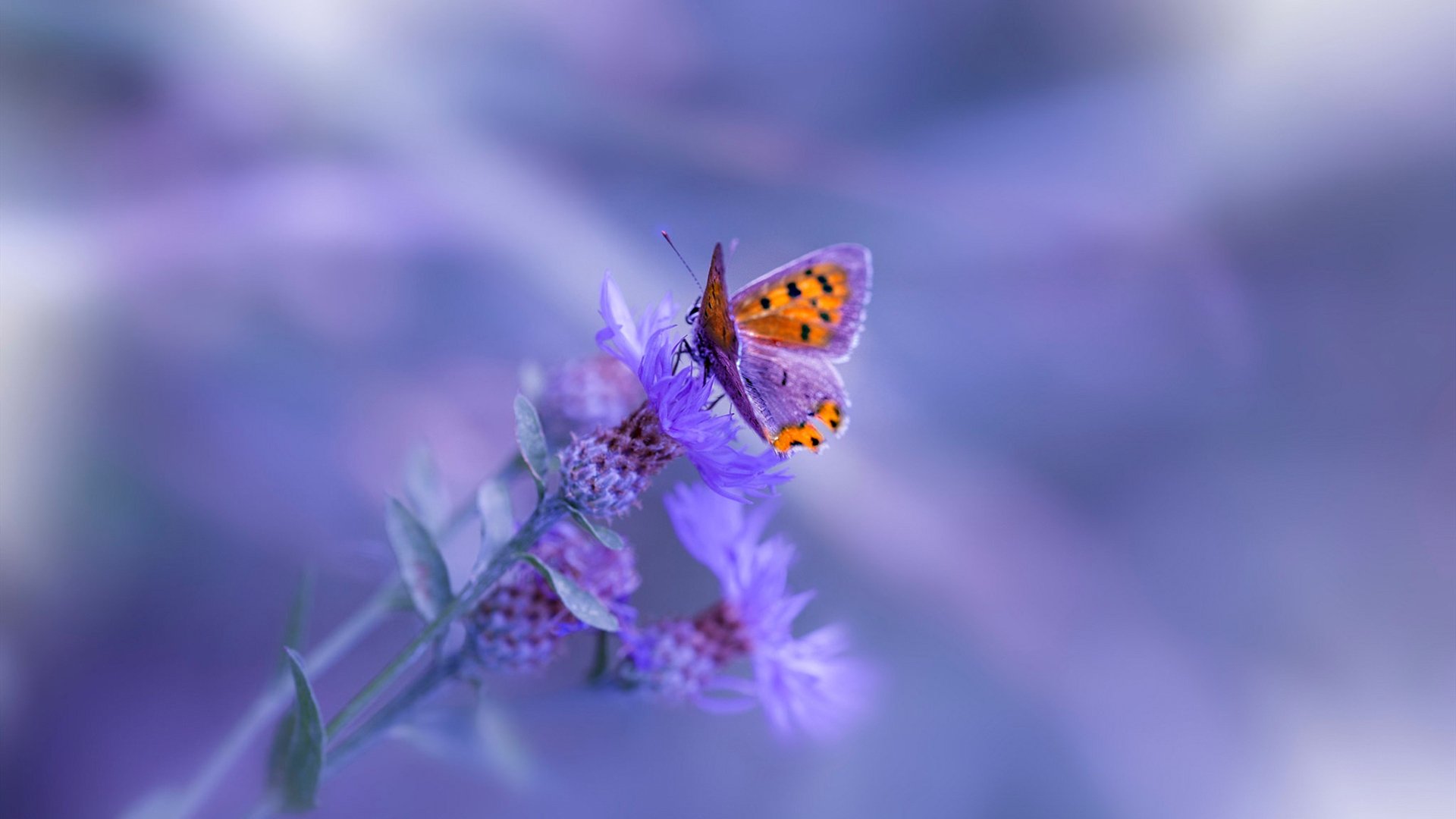 跨界之战，当莱比锡红牛遇上尼日利亚，哈兰德的神勇表现