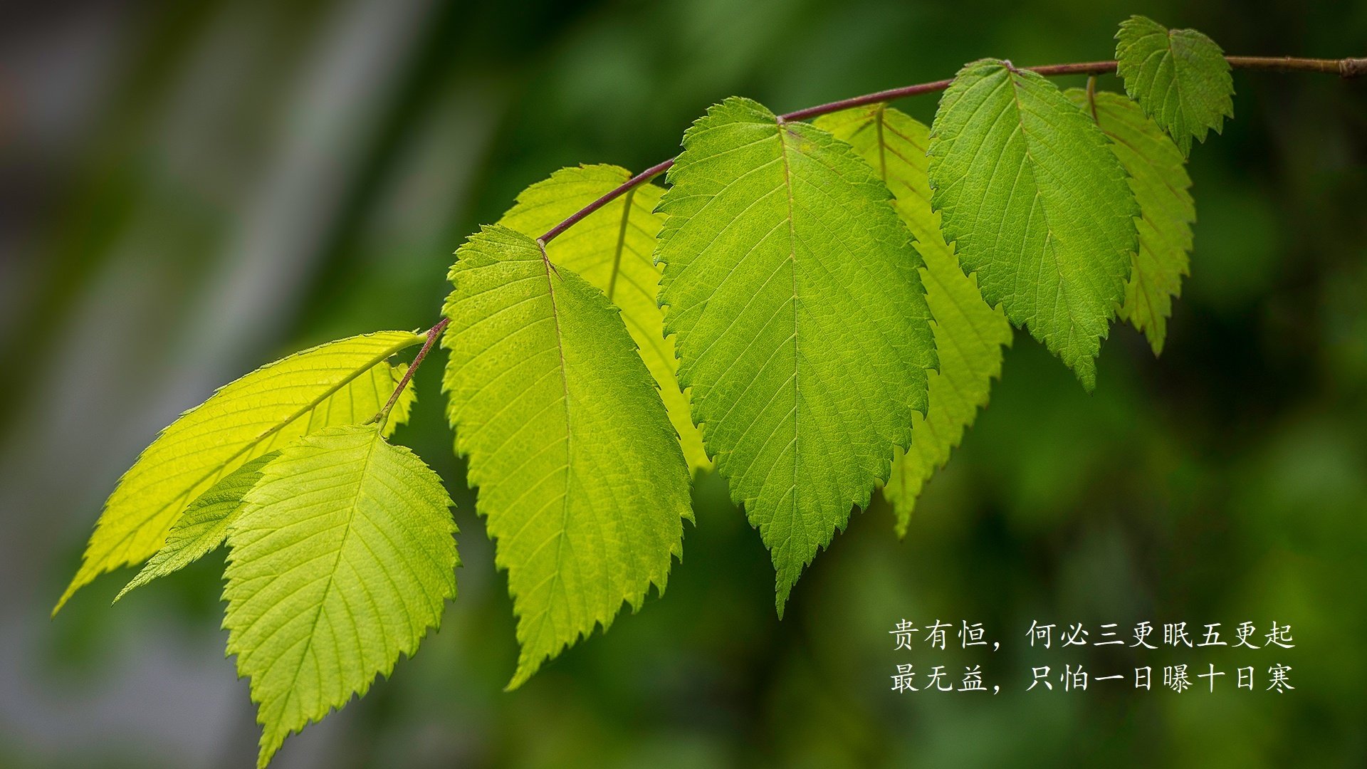 生死局中的永恒瞬间,2026世界杯E组关键战,葡萄牙力克波兰,库尔图瓦带队书写唯一答案